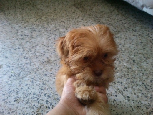 Lobito =0) Lobito =0)